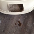 Les chats de mon pote sont des connard.