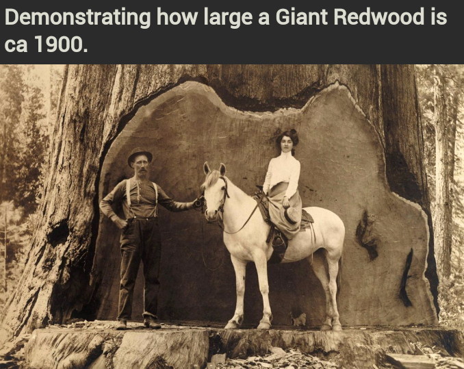 Giant Redwood - meme
