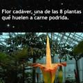 Flor Cadáver