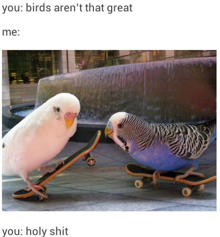 These birds are cooler than me - meme