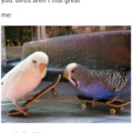 These birds are cooler than me