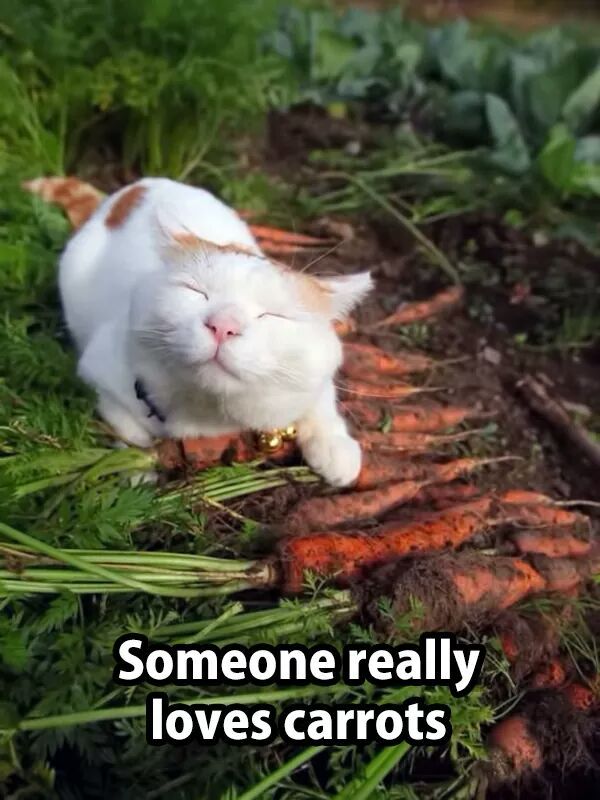 Awwww yisssss mothafuckin carrots - meme