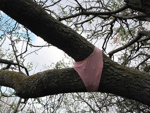 fuck trees - meme