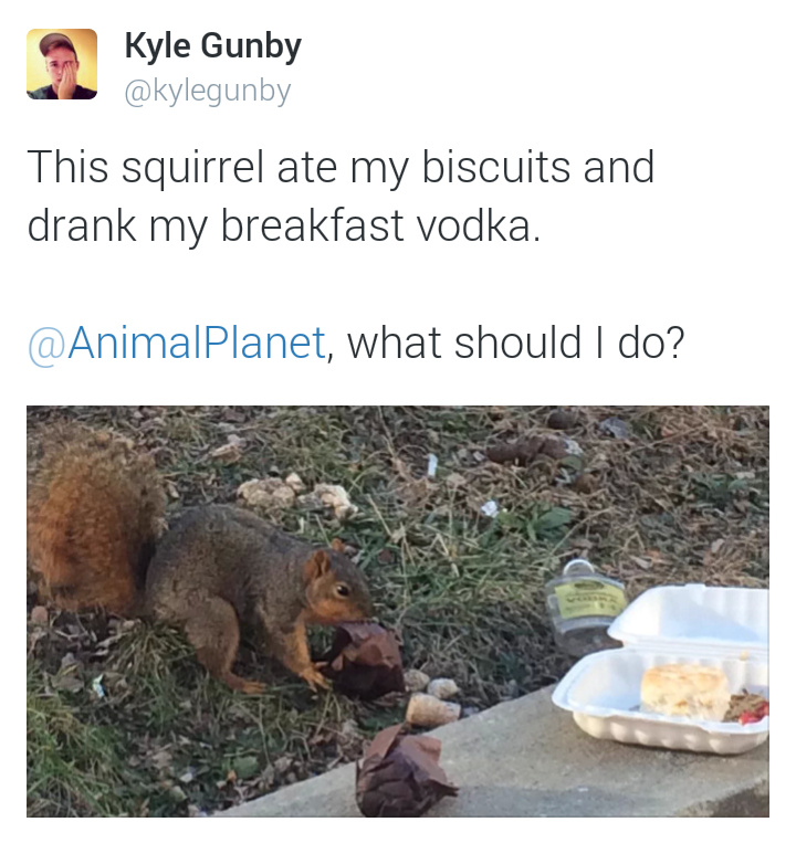 Savage squirrels - meme