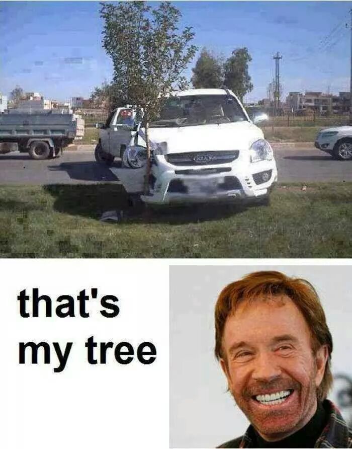 Ese árbol, fue sembrado por Chuck Norris!! xD - meme