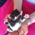 Este gato huérfano se había hallado en un grupo de pajas maullando hoy en día ya tiene una familia ;) (lo leí en google)