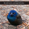 Angry BIRD