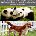 I want a panda dog now