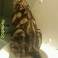 Cat using the toilet