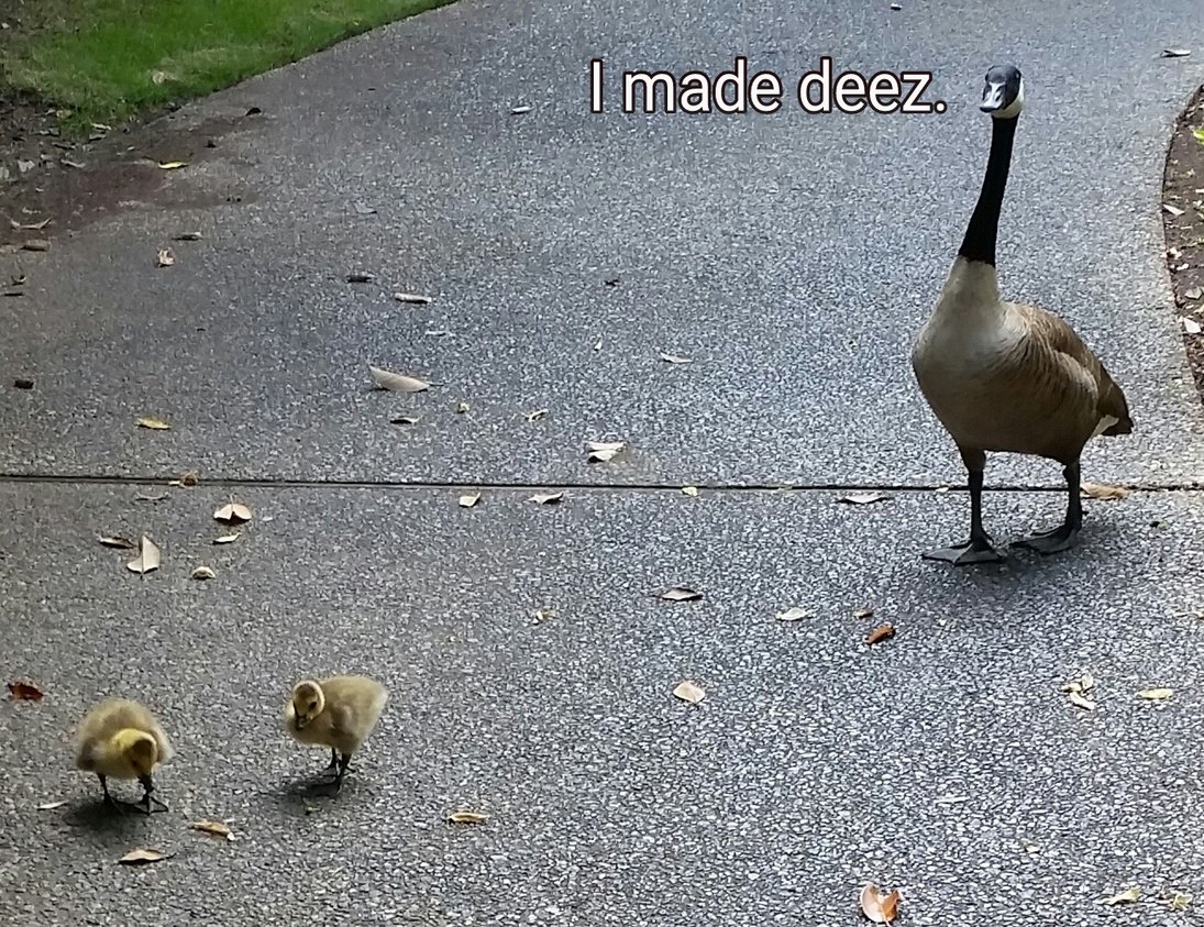 Baby geese at my work! Squee! :D - meme