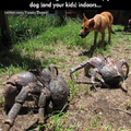 Les crabes des cocotiers... Une bonne raison pour garder votre chien (et vos gamins) dedans...
