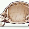Inside of a turtle