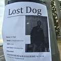 Lost dog watch out