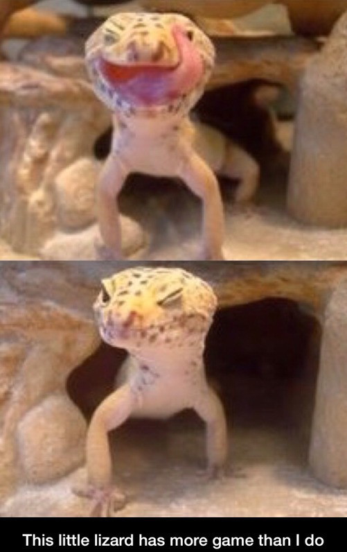 Flirting gecko - meme