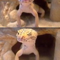 Flirting gecko