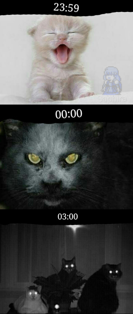 Gatos.... meu deus..... - meme