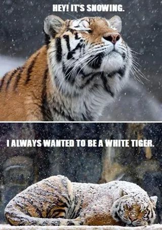 Tiger - meme