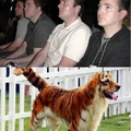 Tigerdog