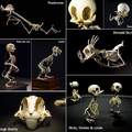 Skeletal cartoon structures.
