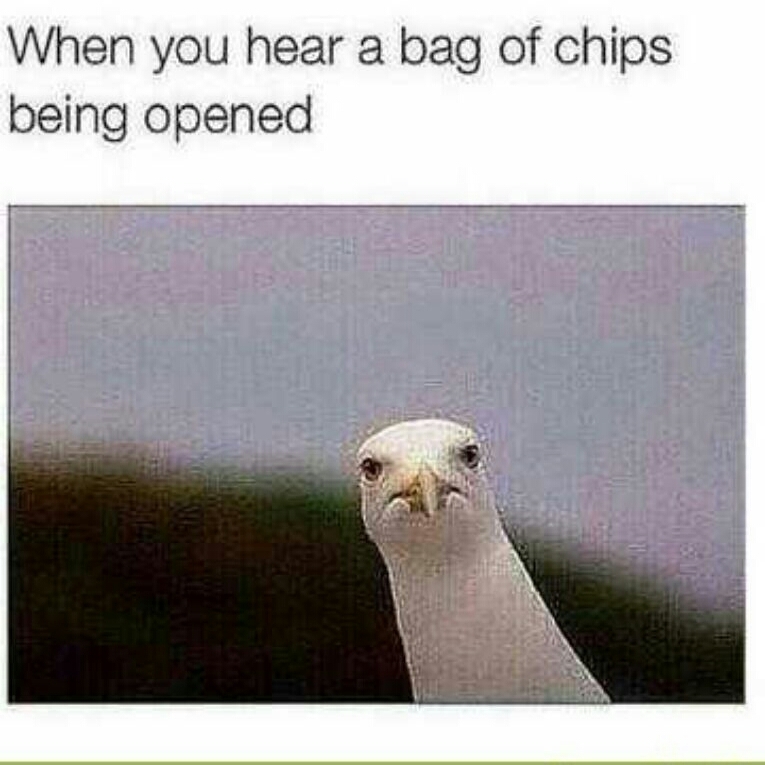 The chips are gonna be mine bitch - meme