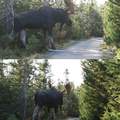 Real size of Moose. They are Enormoose