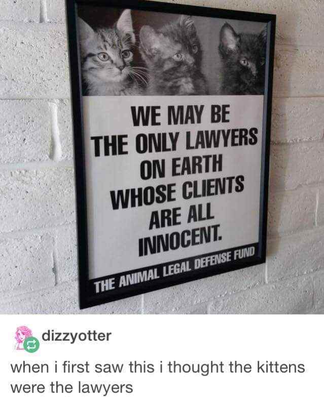 Kittens at law - meme