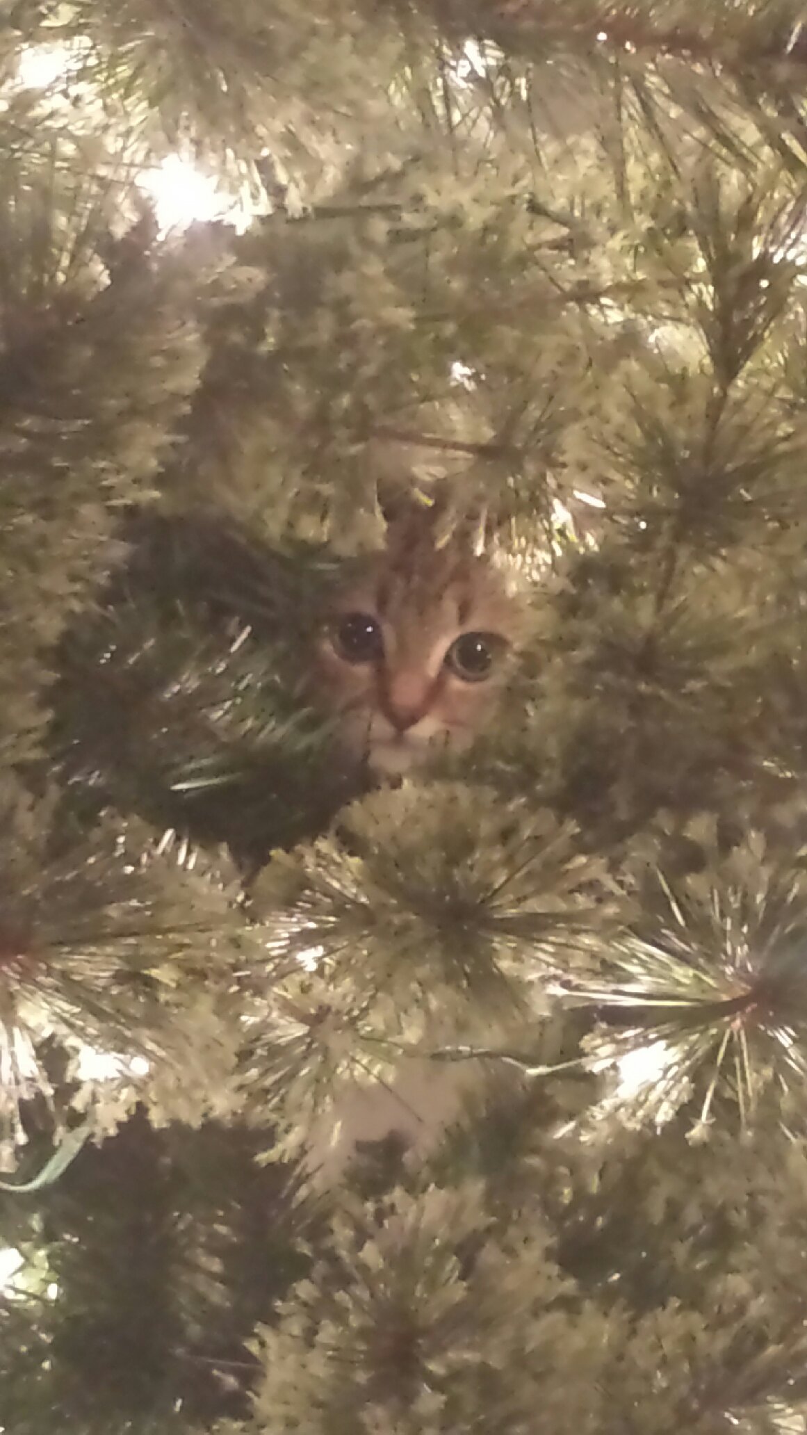 Found this in Christmas tree - meme