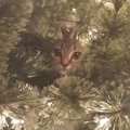 Found this in Christmas tree