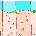 footprint of animals and human