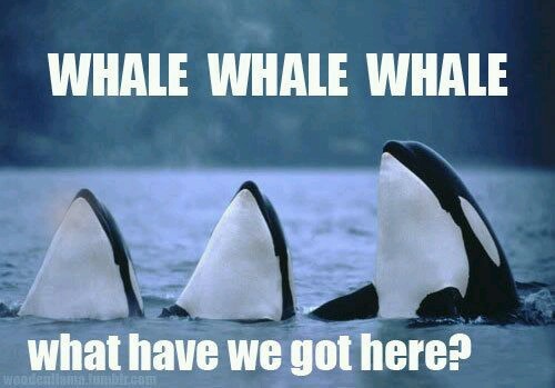 Whale whale whale - meme