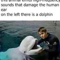 Dolphins