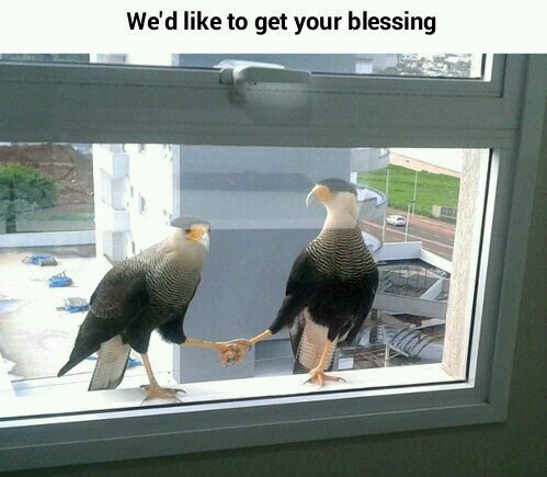 They got my blessings. - meme