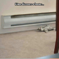 When a cat discover a heater