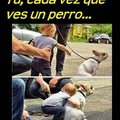 Perritu:v