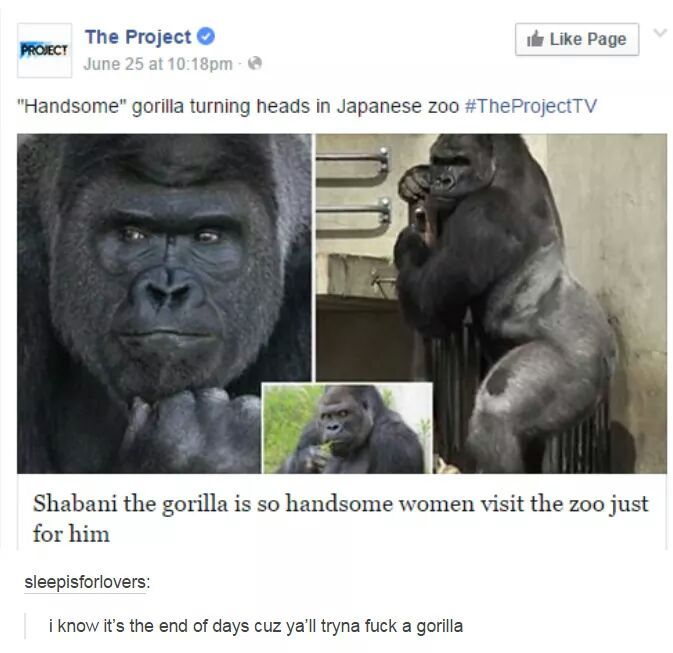 Feels when a gorilla gets more women than you - meme