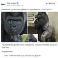 Feels when a gorilla gets more women than you