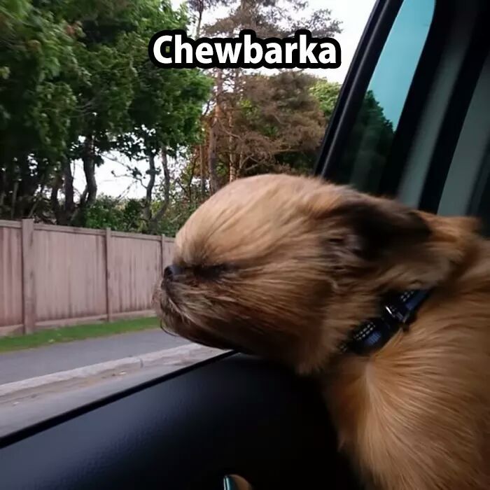 Chewy! - meme