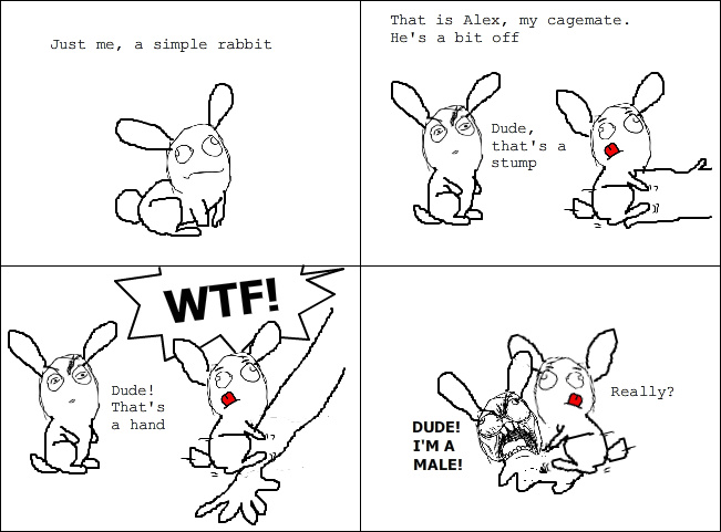 Bunny logic - meme