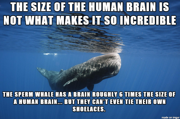 I adore the name sperm whale - meme