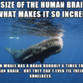 I adore the name sperm whale