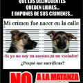 :( no a la matanza de perros :(