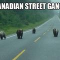 Attenction to bears in Canada