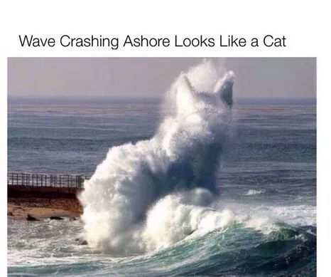 Cat wave - meme