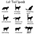 Cats signs