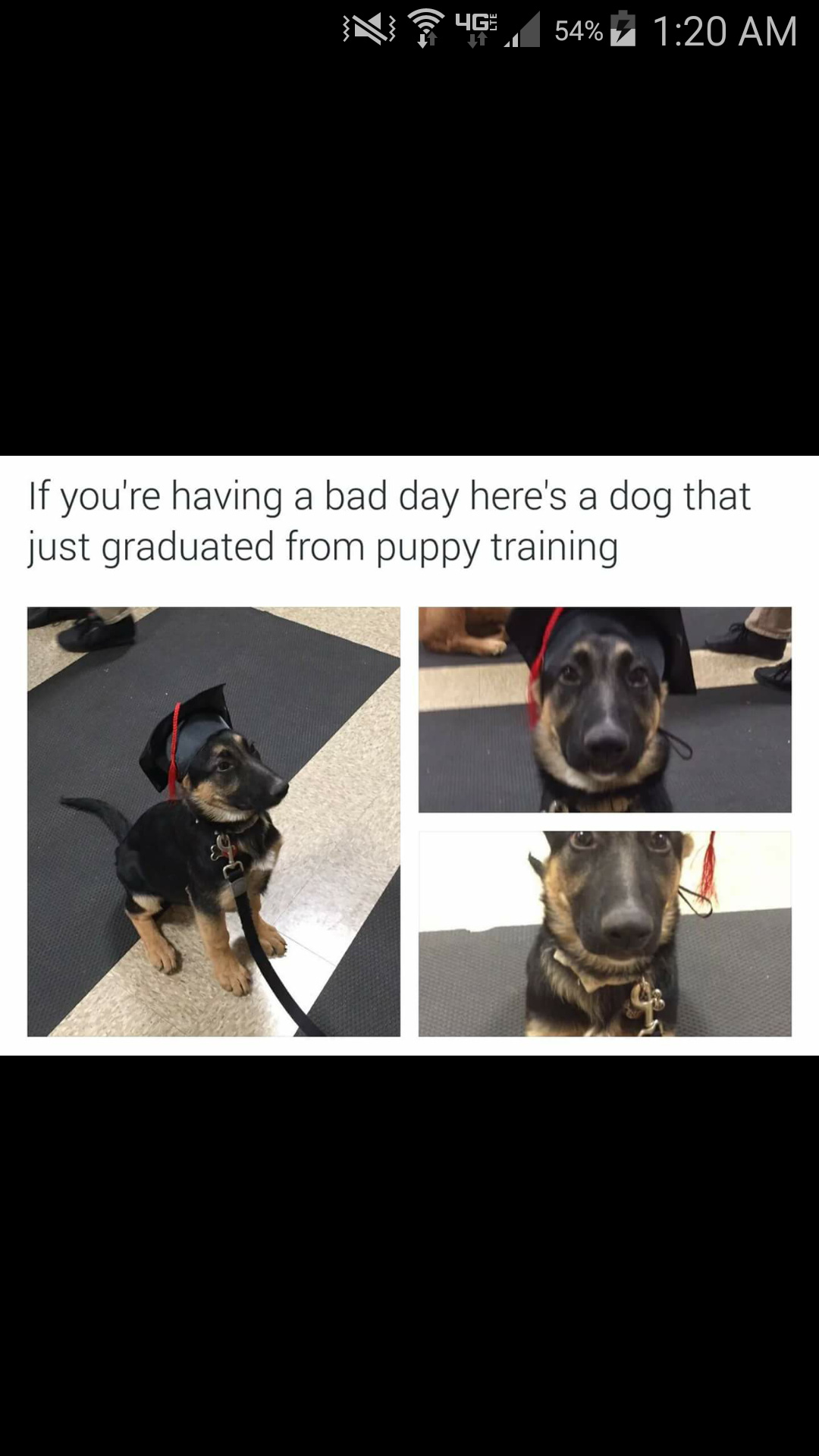 Puppy graduation - meme