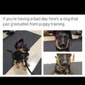 Puppy graduation