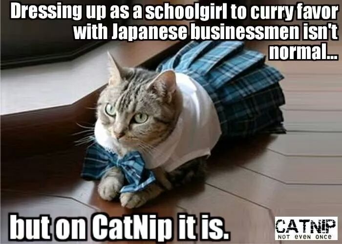 Catnip, not even once - meme
