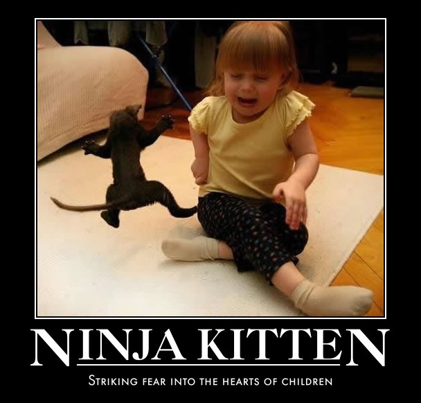 Ninja kitten - meme