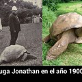 Tortuga Jonathan
