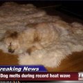 melting dog